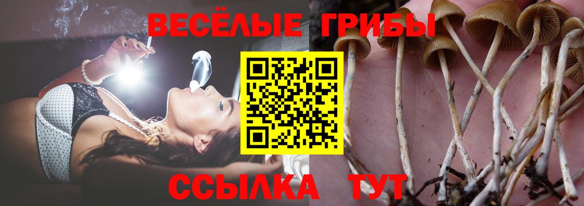 Псилоцибиновые грибы прущие грибы  Вход с VPN  Новочебоксарск 